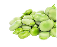 Oferta – produkty – materiał siewny