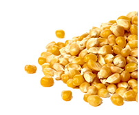 Oferta – produkty – materiał siewny