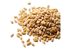 Oferta – produkty – materiał siewny