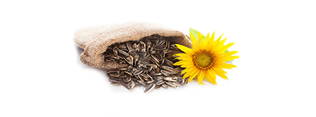 Oferta – produkty – materiał siewny – słonecznik