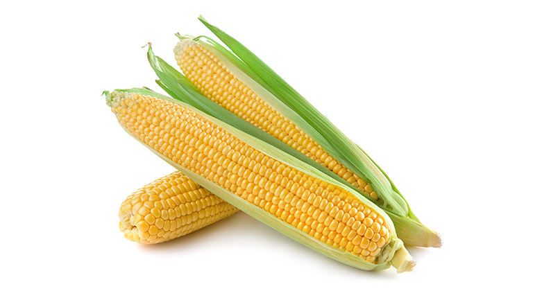 Oferta – produkty – materiał siewny – kukurydza