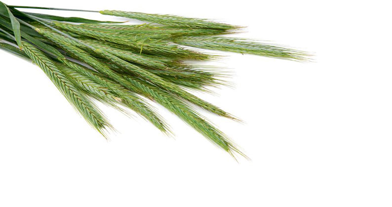 Oferta – produkty – nawozy – dolistne