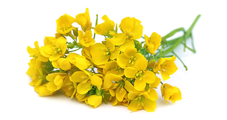 Oferta – produkty – materiał siewny – rzepak