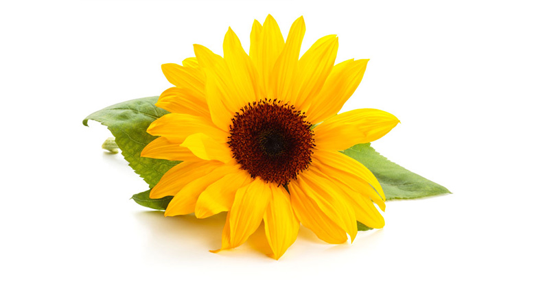 Oferta – produkty – materiał siewny – słonecznik