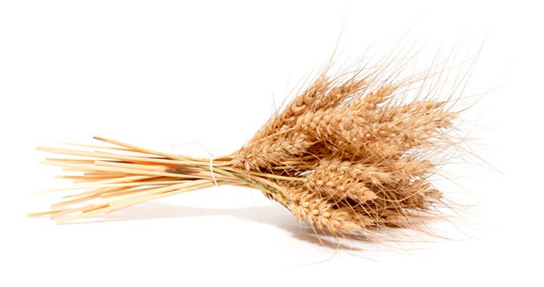 Oferta – produkty – materiał siewny – zboża ozime