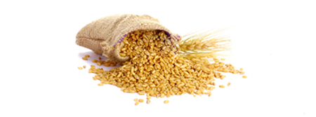 Oferta – produkty – materiał siewny – zboża jare